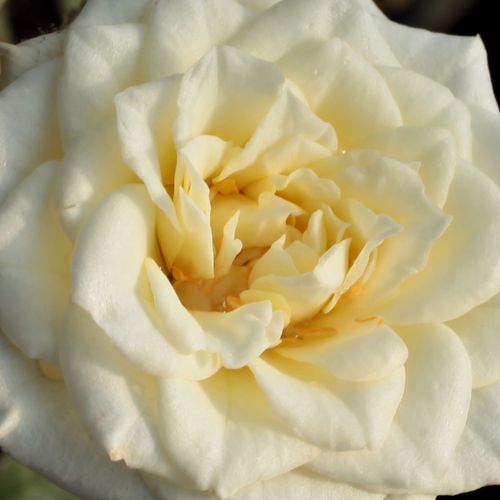 Rosa Moonlight Lady™ - rosa de fragancia discreta - Árbol de Rosas Miniatura - rosal de pie alto - blanco - Barry & Dawn Eagle- forma de corona compacta - Rosal de árbol con flores pequeñas que florecen abundantemente.